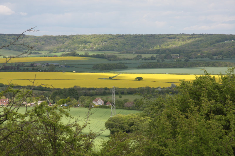 Fields of rape approaching Princes Risborough